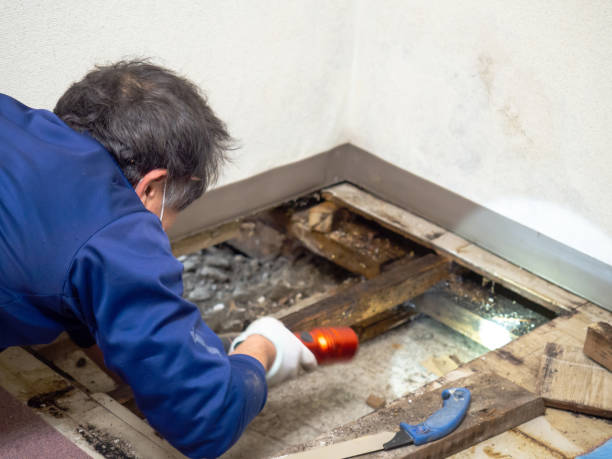 Best Local Mold Removal Service  in Porters Neck, NC