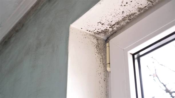 Attic Mold Removal in Porters Neck, NC