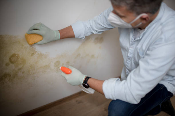 Porters Neck, NC Mold Removal Company