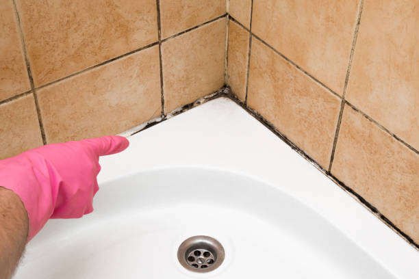 Best Attic Mold Removal  in Porters Neck, NC